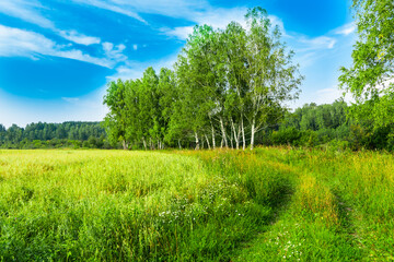 rural road near cereals agricultural field, birch trees at edge, bright blue cloudy sky