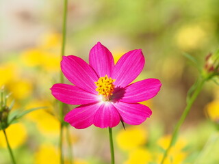 blooming pink cosmos flower