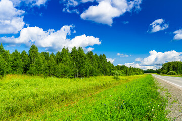 Fototapeta na wymiar young birch forest near countryside road, summer landscape with bright blue cloudy sky