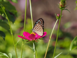 butterfly on blooming flower