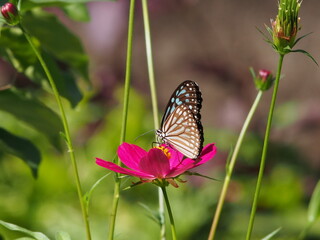 butterfly on blooming flower in garden