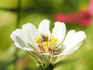 bee on white blooming flower