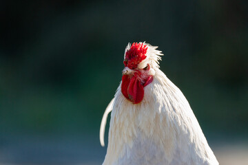 An angry looking close up of a white cockerel 