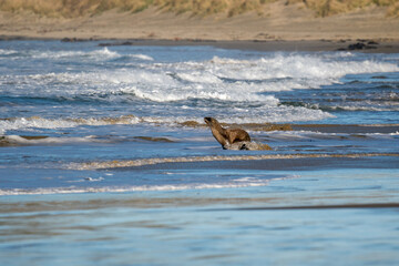 A young  New Zealand Hooker's Sea Lion enters the sea on a beach in the Catlins