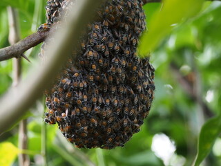 bees on the tree