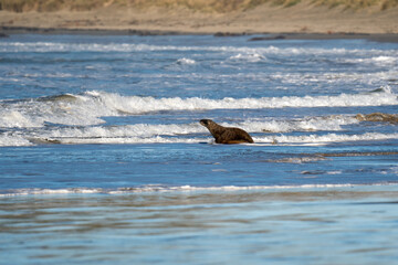 Obraz premium A young New Zealand Hooker's Sea Lion enters the sea on a beach in the Catlins