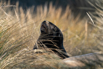 A New Zealand Hooker's Sea Lion rests among the dunes on a beach in the Catlins