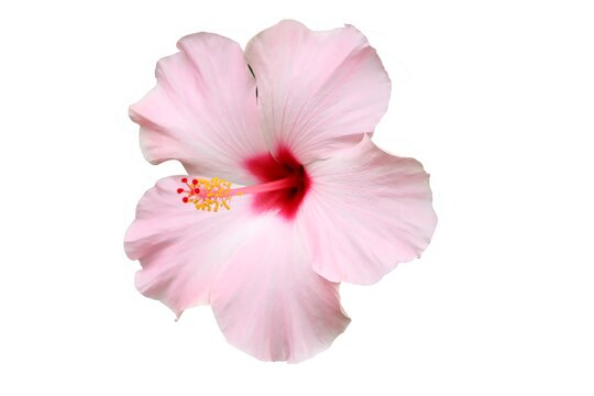 pink hibiscus flower isolated on white - Powered by Adobe