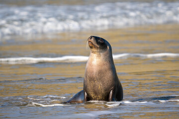 Fototapeta premium New Zealand Hooker's Sea Lion on a beach in the Catlins