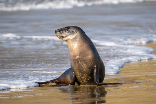 New Zealand Hooker's Sea Lion on a beach in the Catlins