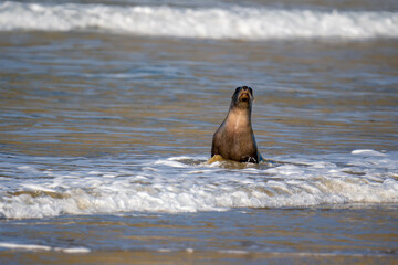New Zealand Hooker's Sea Lion on a beach in the Catlins