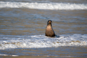 New Zealand Hooker's Sea Lion on a beach in the Catlins