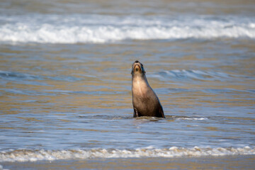 Fototapeta premium New Zealand Hooker's Sea Lion on a beach in the Catlins