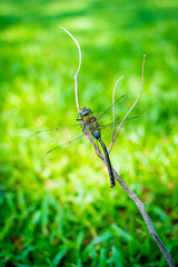 Beautiful dragonfly perched on a branch.