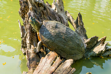 Turtles standing on timber on the water surface.