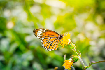 Butterfly perched on yellow flower.