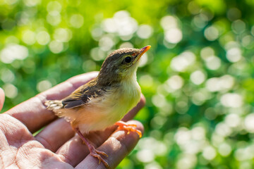 Brown bird is named ( Plain Prinia or White-browed Prinia or Plain Wren-Warbler and Brown Wren-Warbler ) in the forest.