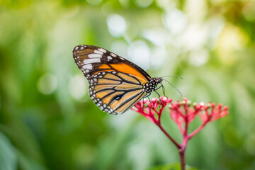 Fototapeta na wymiar Butterfly perched on red flower.