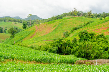Fototapeta na wymiar Shifting cultivation landscape of agriculture on the hill, bald mountain in Thailand