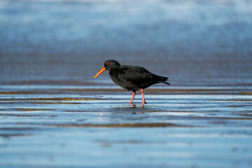 A black oystercatcher bird on a beach in New Zealand