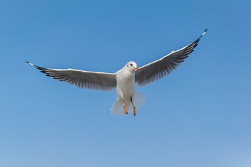 White seagulls flying on the sky.