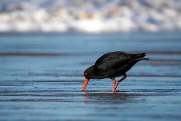 A black oystercatcher bird on a beach in New Zealand