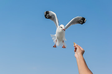 Feeding the seagulls flying on the sky.