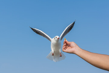 Feeding the seagulls flying on the sky.