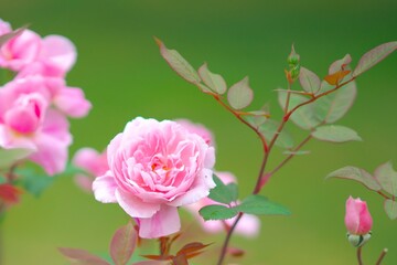 満開に咲き誇るバラ園