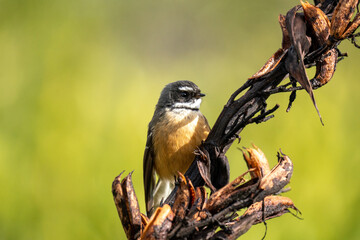 A New Zealand Fantail bird on a flax branch, known as a Piwakawaka