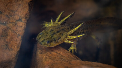 Adolescent Tiger Salamander 