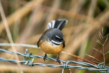 A New Zealand Fantail bird perched on a barbed wire fence, known as a Piwakawaka