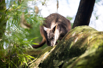 kangaroo in a tree
