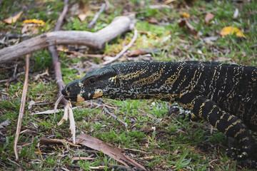 lizard on the grass