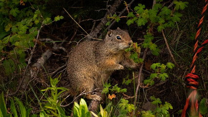 Uinta Ground Squirrel Foraging