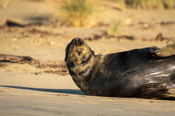 A Hooker's Sea Lion sleeping on a beach in the Catlins New Zealand