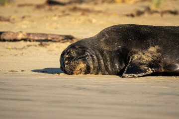 A Hooker's Sea Lion sleeping on a beach in the Catlins New Zealand