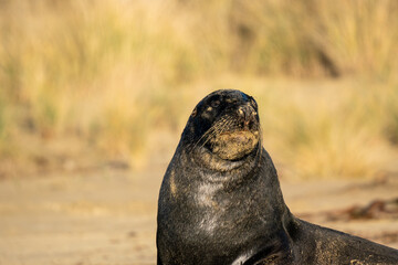 A Hooker's Sea Lion on a beach in the Catlins New Zealand