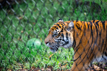 tiger in the wild