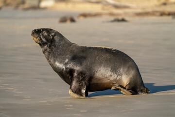 Naklejka premium A Hooker's Sea Lion on a beach in the Catlins New Zealand