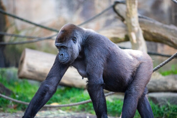 gorilla in a zoo