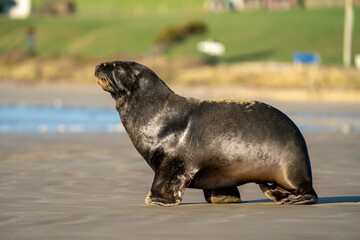 A Hooker's Sea Lion on a beach in the Catlins New Zealand