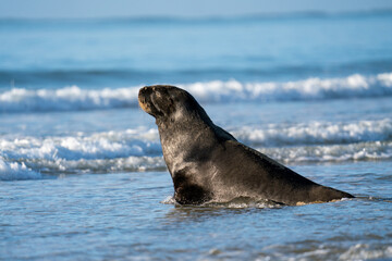 A Hooker's Sea Lion on the shoreline in the Catlins New Zealand