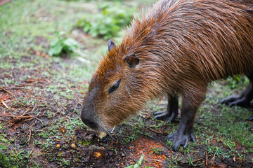 prairie dog eating grass