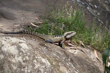 lizard on the rock