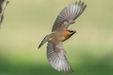 Cedar waxing in flight on a beautiful day