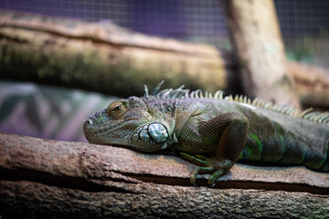 iguana on a tree