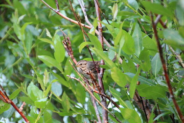 Bird In The Tree, Banff National Park, Alberta