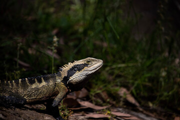 iguana on a rock