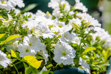 Obraz na płótnie Canvas White petunias grow in the city Park 